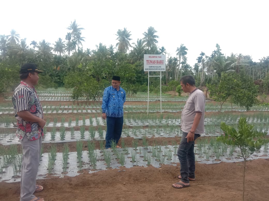 Camat Pancung Soal Meninjau Lokasi Kelompok Tani Tunas Baru